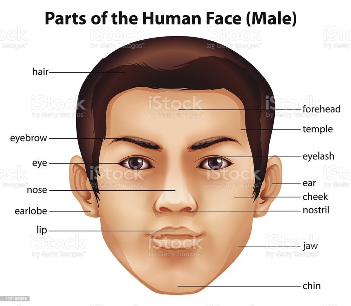 Human Face Stock Illustration - Download Image Now - iStock